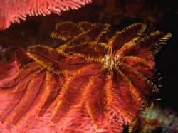 Crinoids; Palau; 55mm Auto Micro Nikkor; Housed Nikon F by Rick Tegeler 